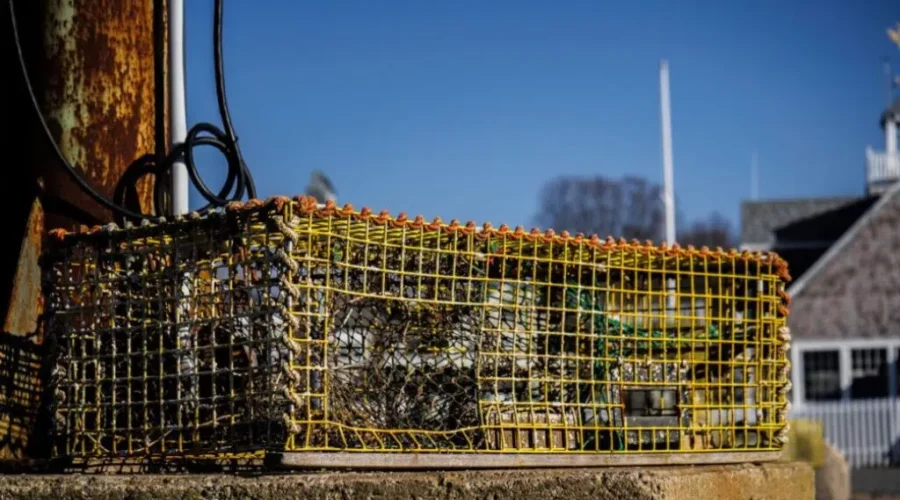 Lobster Fishers Get ‘Punched In The Gut’ By Fiona, Losing 70,000 Traps