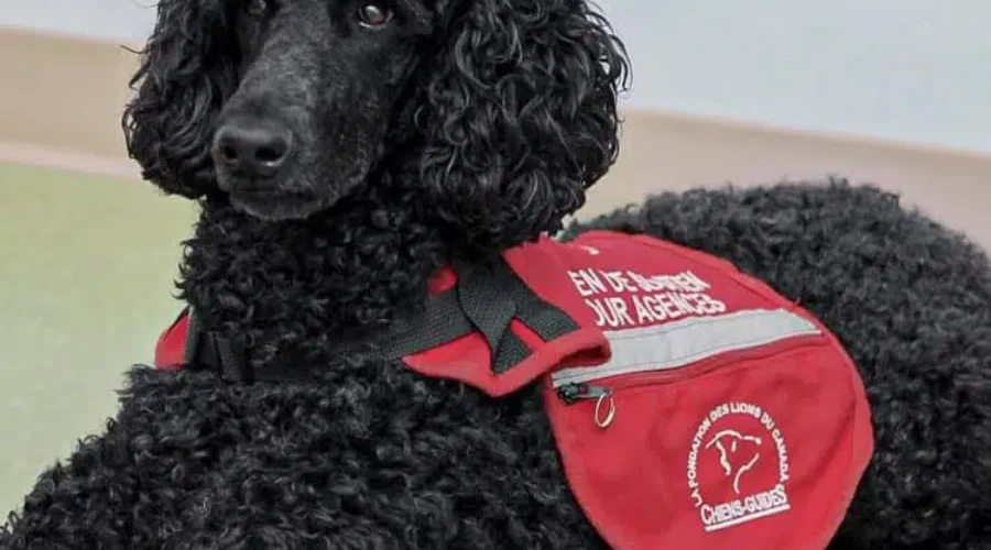 Justice Facility Dog Has Been Deployed On 77 Trials