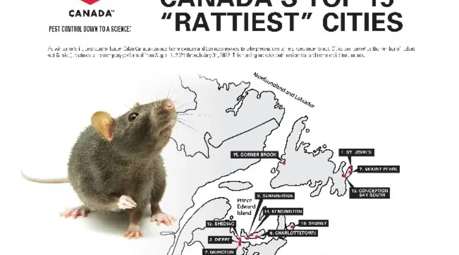 Four N.B. Cities Make Rattiest List In Atlantic Canada
