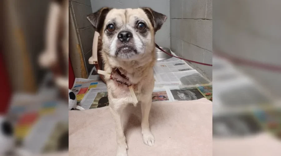 SPCA Seizes 13 Dogs In Southern N.B.