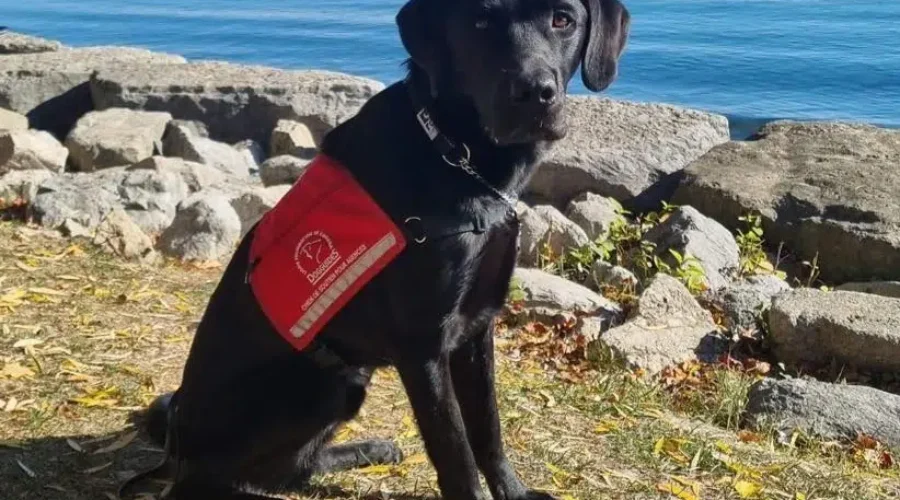 Jaz Becomes N.B.’s Second Justice Facility Dog