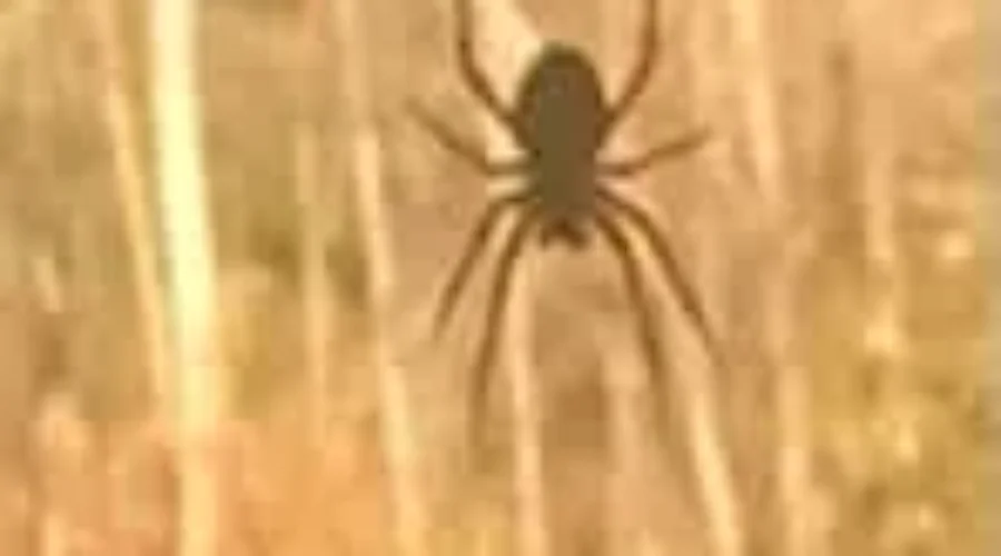 This giant spider has been hanging out in the studio window for weeks