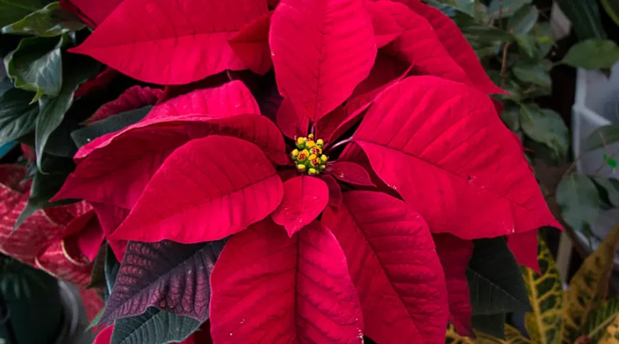 WHO WANTS TO WIN A POINSETTIA FROM MACARTHUR’S FLOWER SHOP??