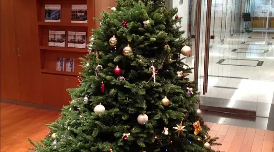 Caring For Your Christmas Tree