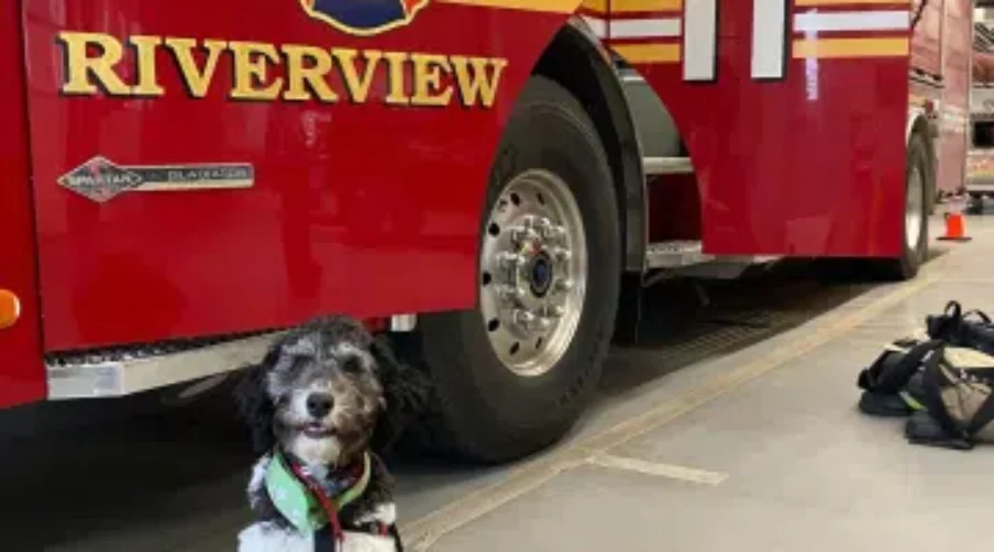 New Canine Companion Joins Riverview Fire And Rescue