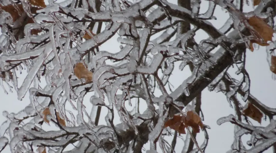 Ice Storm Remembered Twenty-Five Years Later