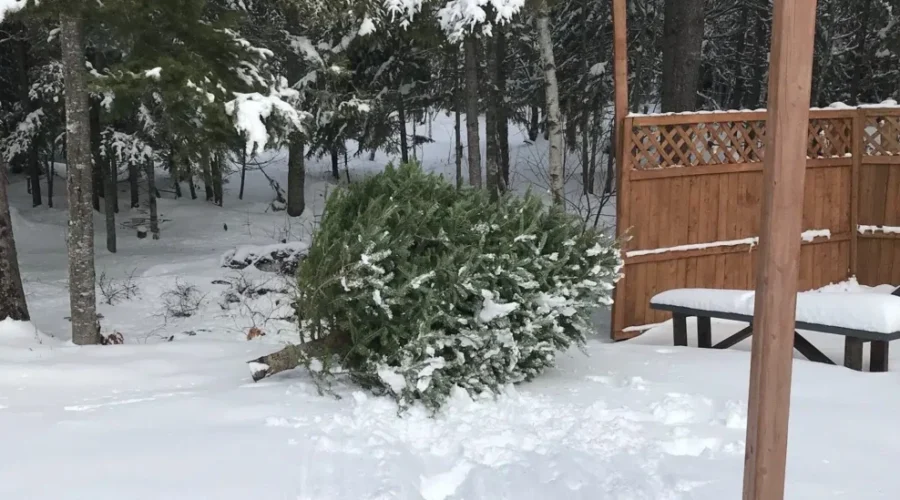 Give Your Christmas Tree A Second Life In Your Backyard