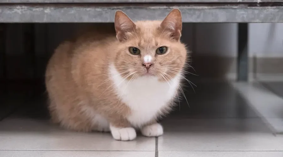 N.B. Cat Rescue Organizations Overwhelmed