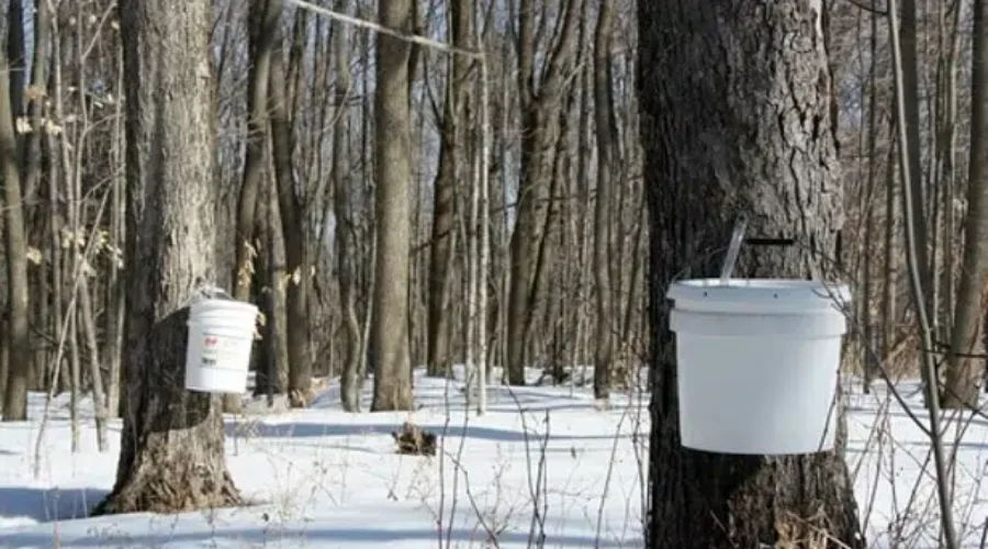 N.B. Maple Industry Eyes Expansion