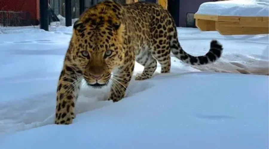 Amur Leopard joins Magnetic Hill Zoo family