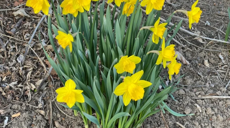 April has been unusually dry in N.B.