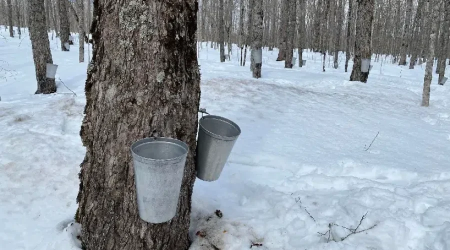 N.B. maple producers face ‘disastrous year’