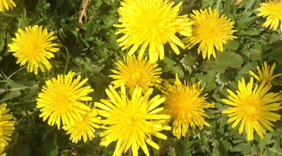 Embrace the dandelions for the month of May