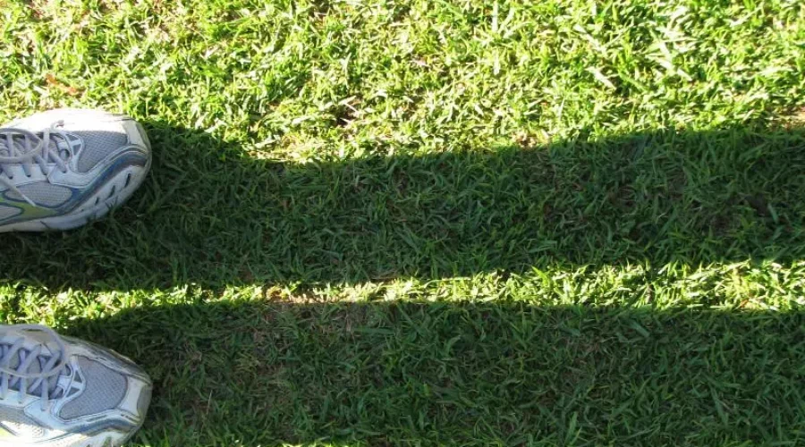 European Chafer Beetle invading lawns in province