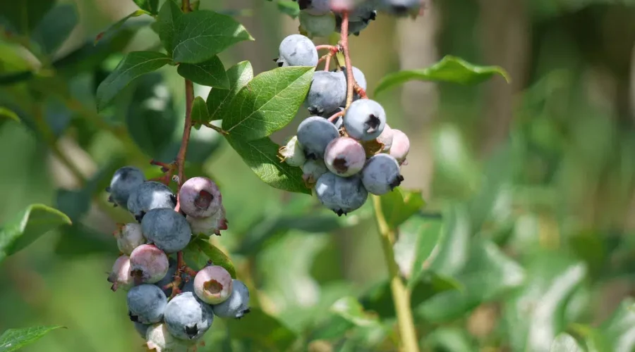 N.B. wild blueberry production expanding