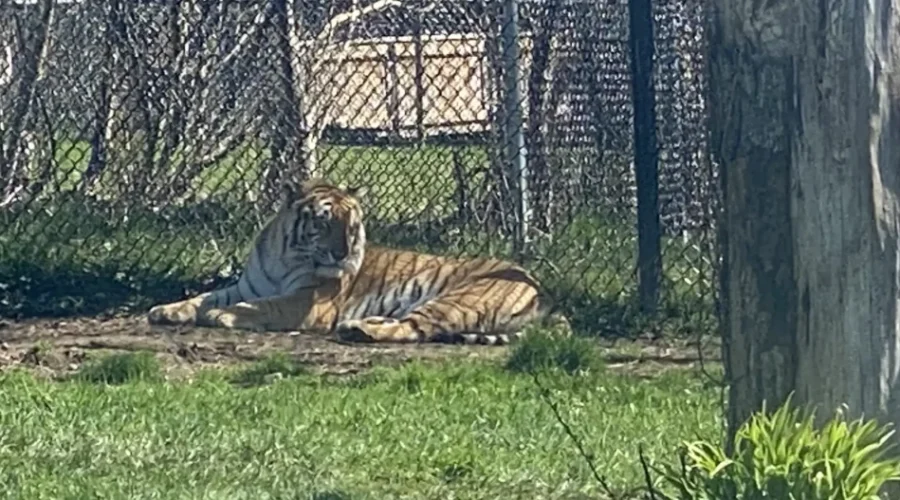 Behind the scenes with the Big Cats at the Magnetic Hill Zoo