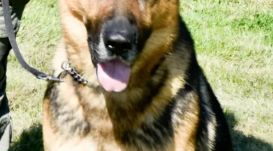 Woman in mental distress located by RCMP Police Dog Services team