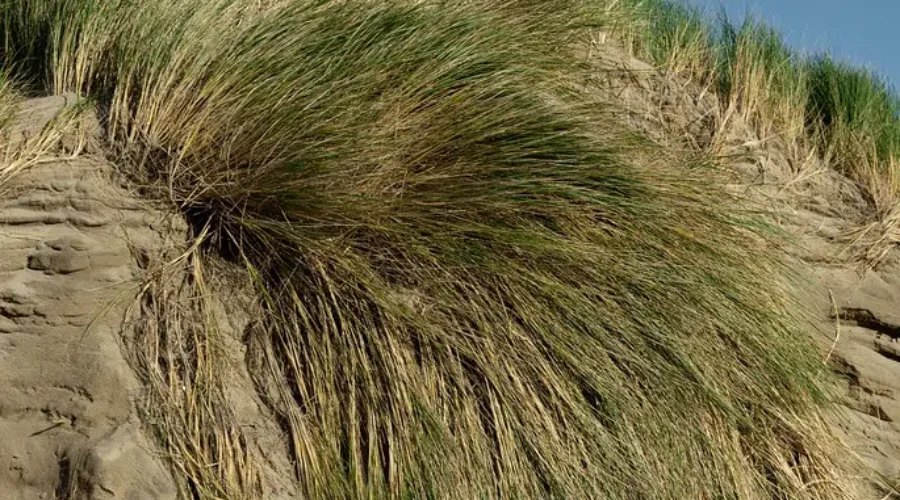 Important to stay off of New Brunswick’s dunes