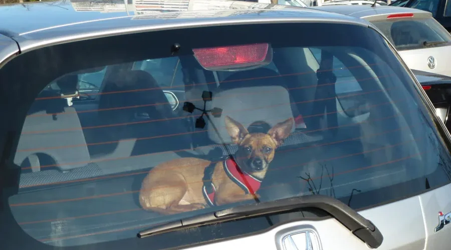 Don’t put your pets at risk in hot weather