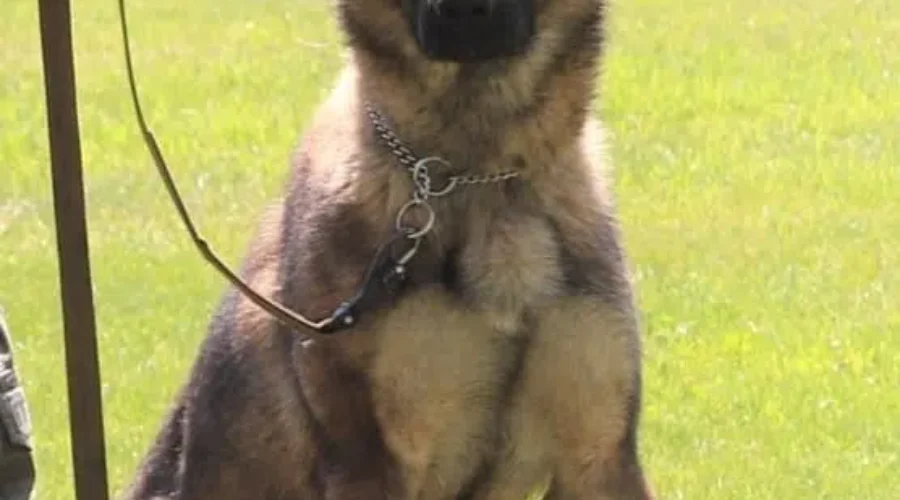 RCMP Police Dog Services team helps save man lost in woods