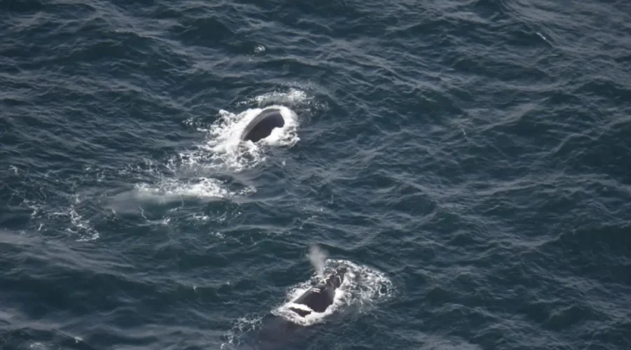Entangled right whale spotted in Gulf
