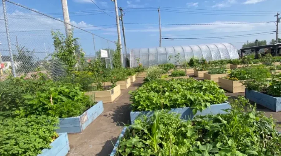 Gardening in the City at the Peter McKee Community Centre