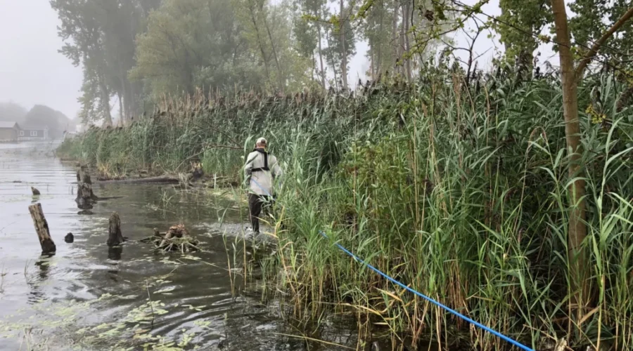 NCC warning of invasive species called Phragmites