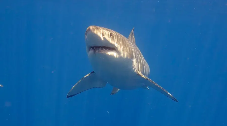 Shark enthusiast says increased numbers a positive sign