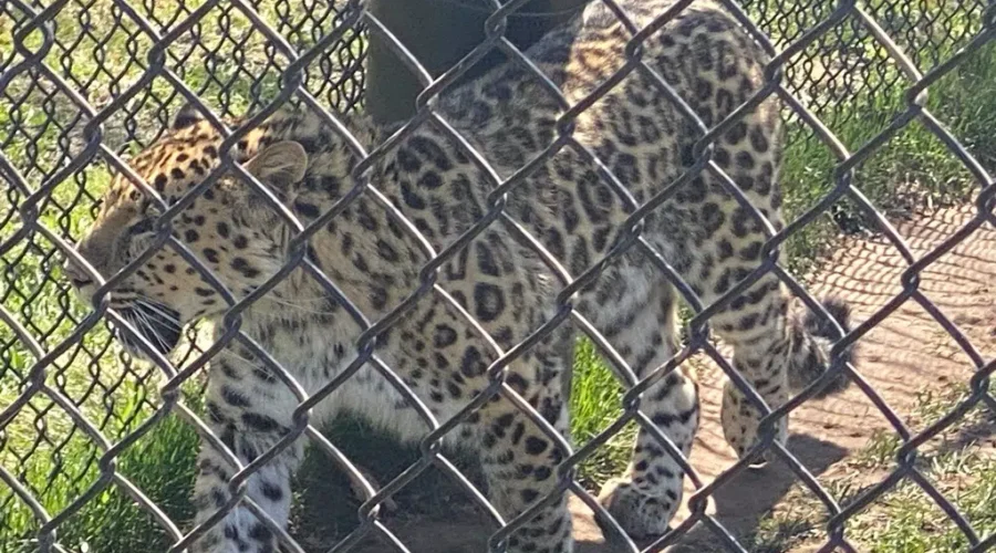 Magnetic Hill Zoo’s Amur Leopard passes away