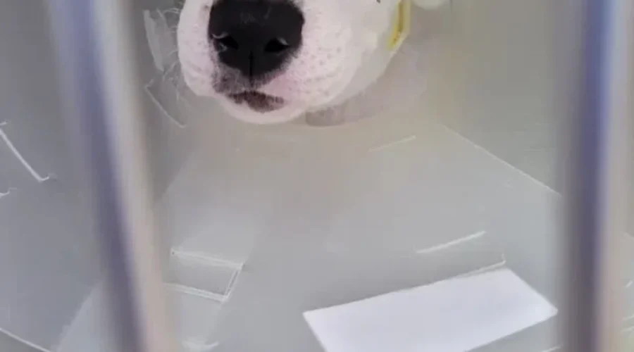 NBSPCA seeks help after rescuing 7 puppies