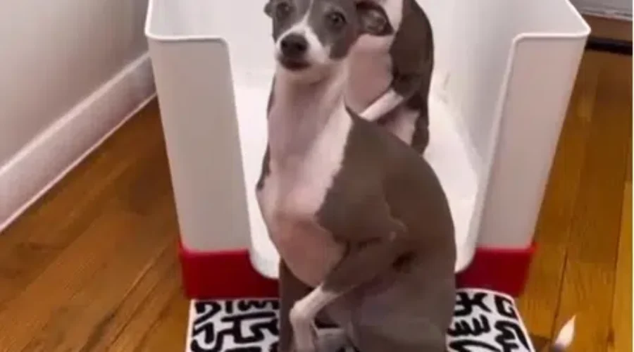 Doggy Bathroom a hit on the Dragon’s Den