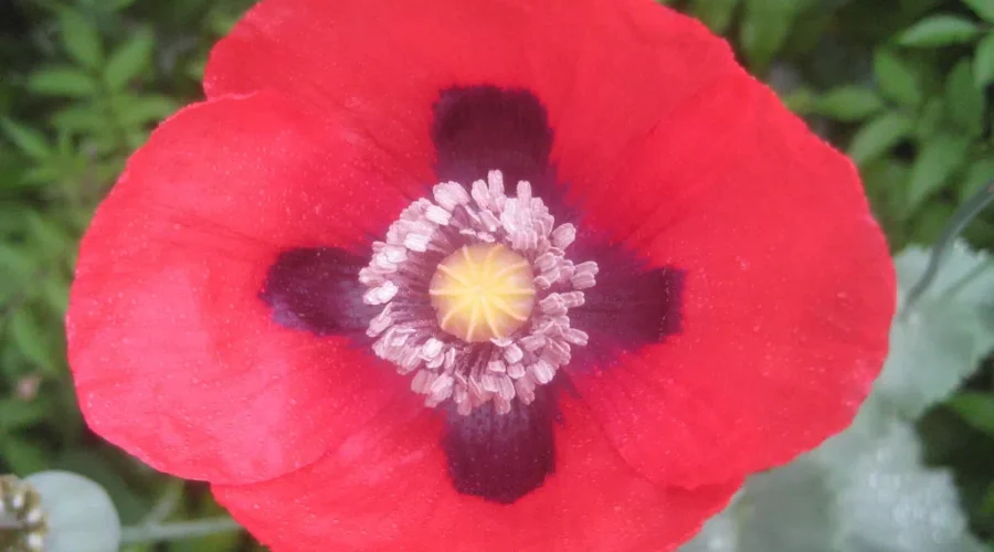 Remembrance Day ceremonies in Greater Moncton area