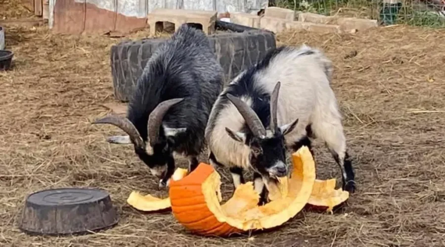 Kavanagh Farm will take your Halloween pumpkin