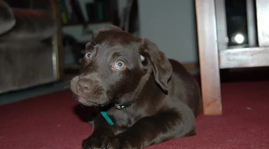 More pets being abandoned in New Brunswick