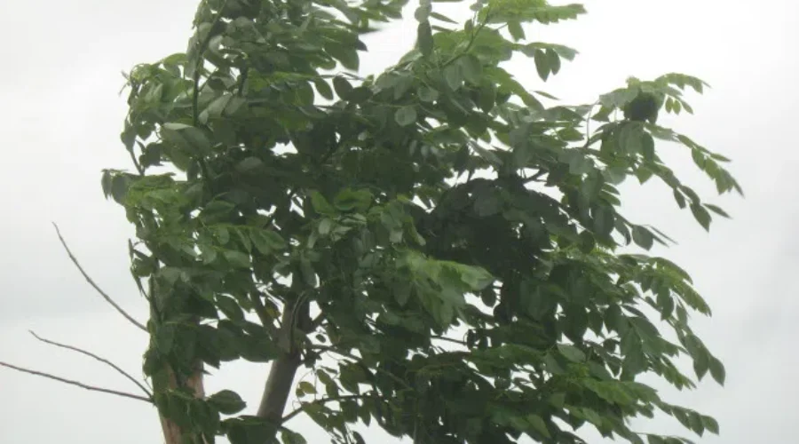 Thousands lose power in N.B. due to high winds and rain