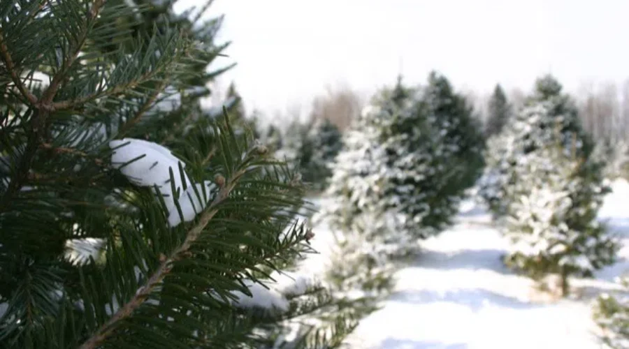 Busy month so far for Christmas tree farms