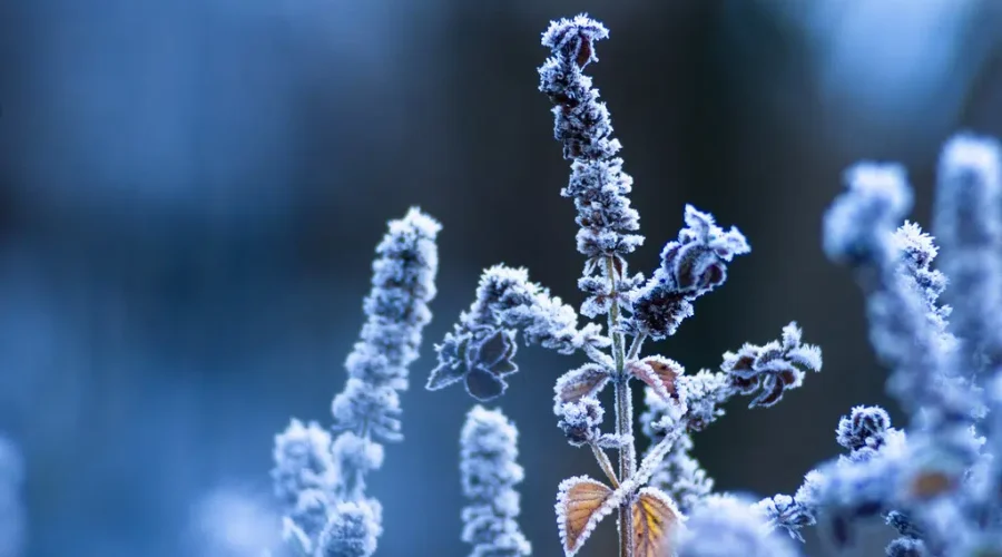 Colder weather on the way for January after mild December: Weather Network