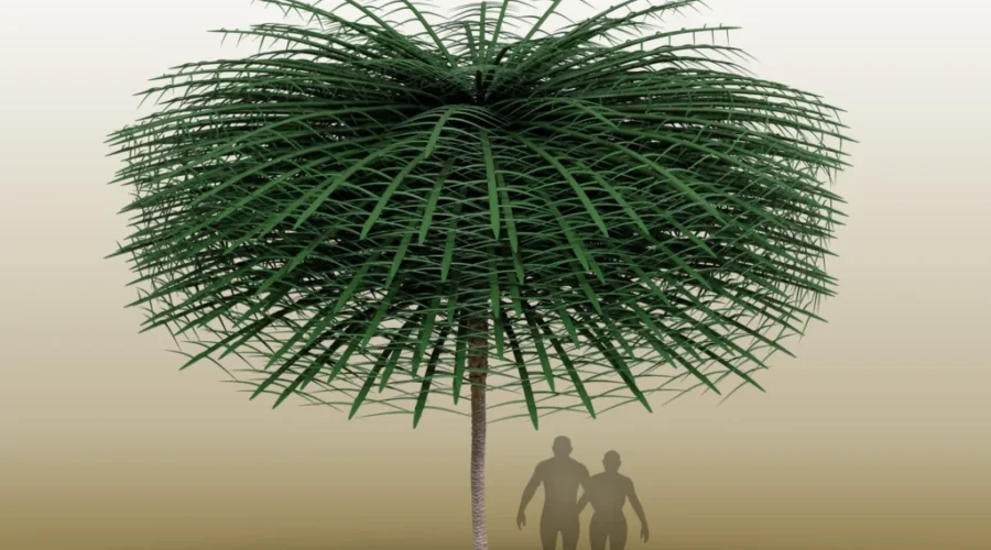 Rare 3D fossilized tree found near Norton