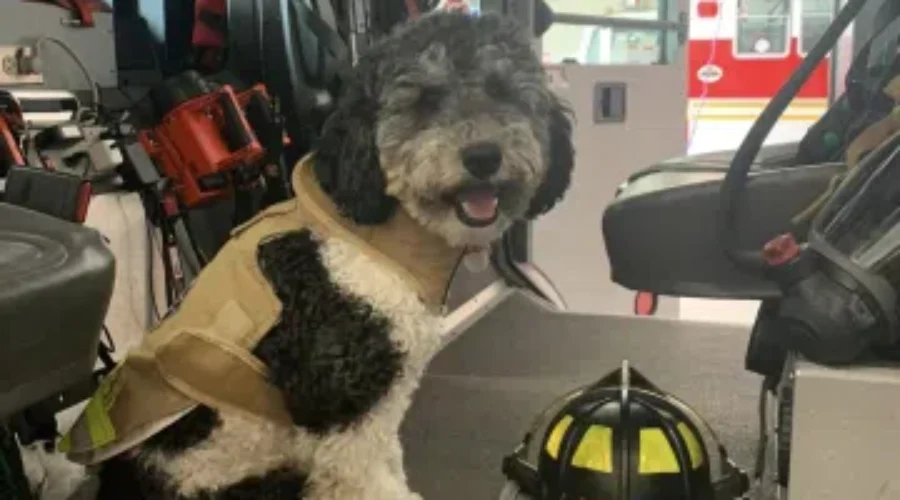 Riverview Fire and Rescue therapy dog invited for training in U.S.