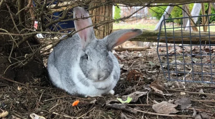 A pet bunny is not the best Easter gift