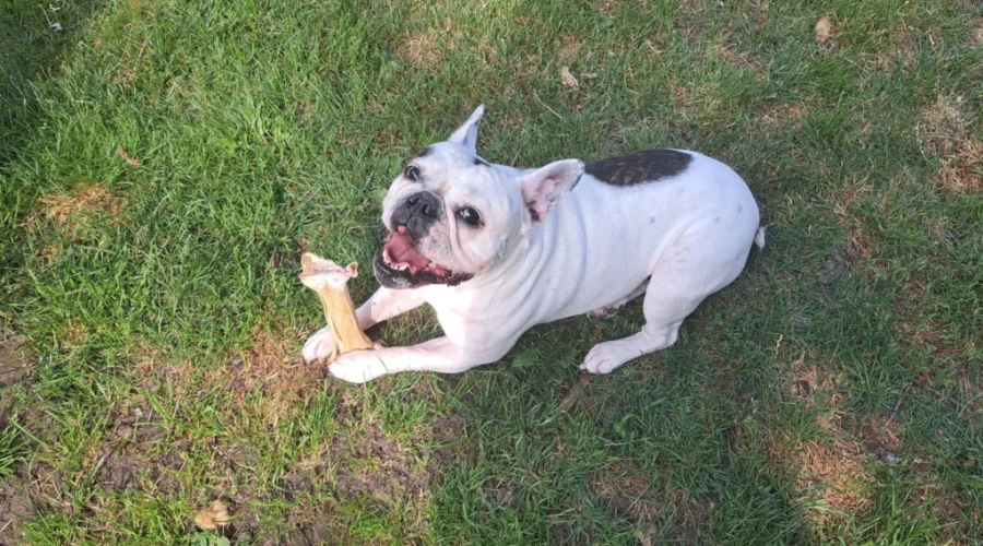 N.B. SPCA launches new pet ownership campaign