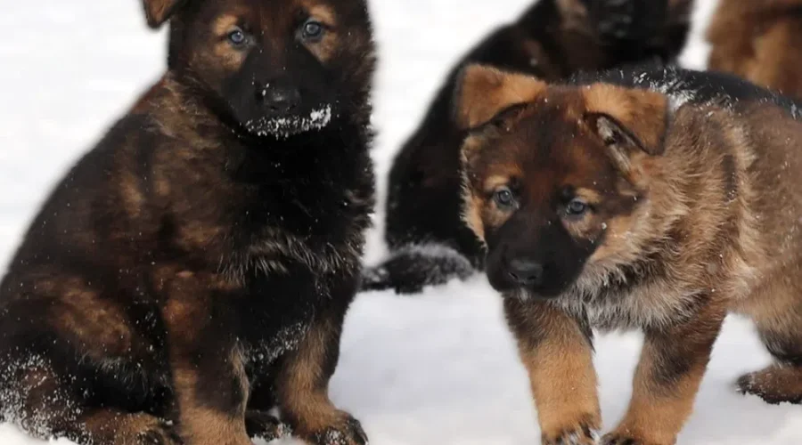Name the RCMP puppies!