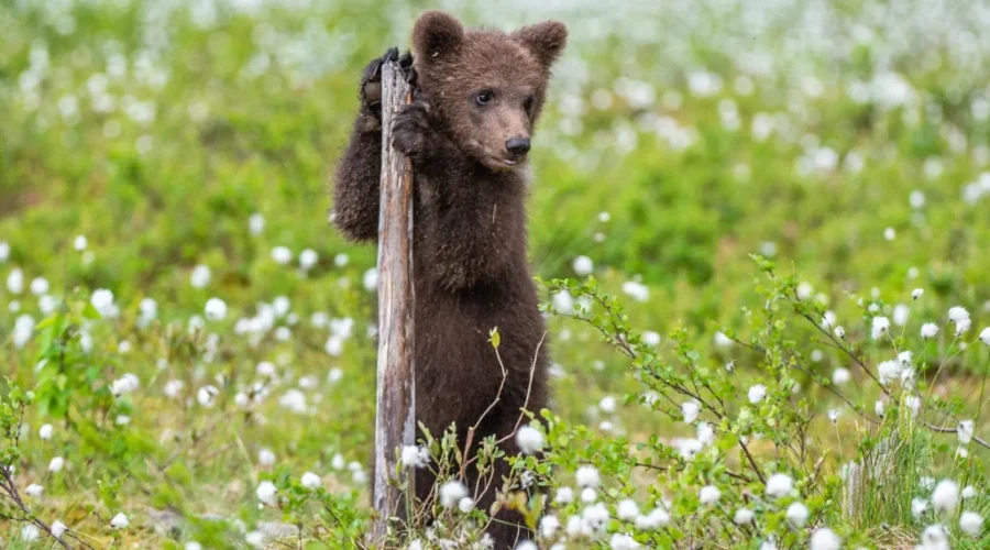 Bear cub spotted on Dobson Trail