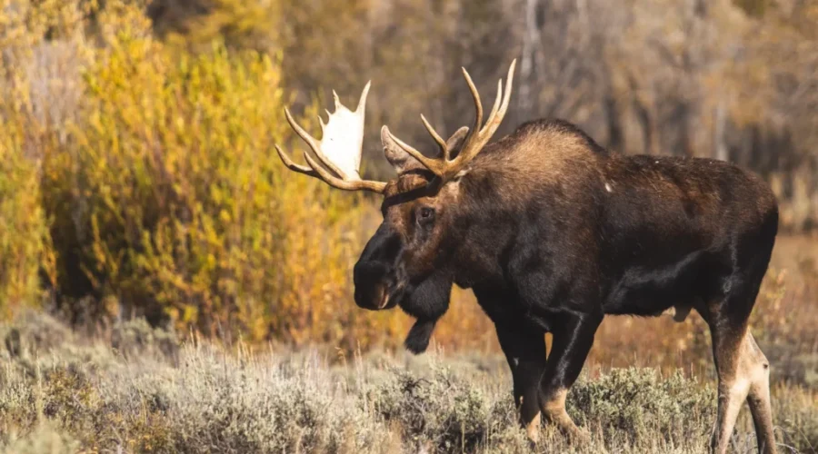 Apply now for 2024 N.B. resident moose draw
