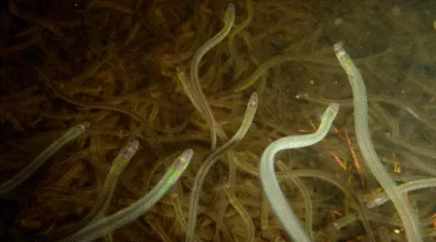 Nearly $500K worth of elvers seized in Toronto
