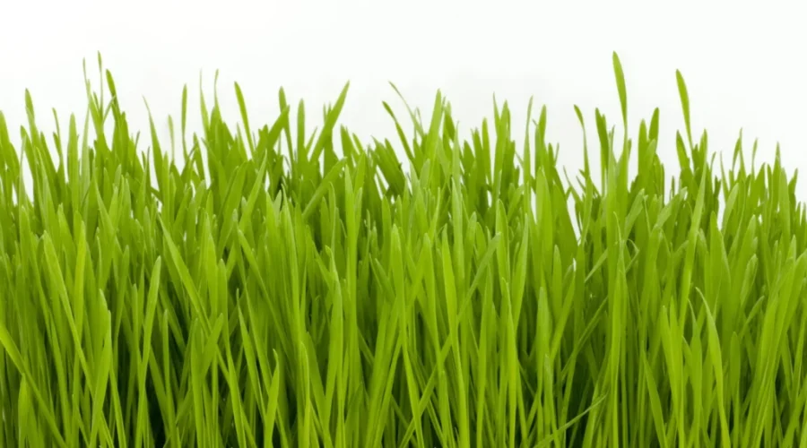 Dieppe grass height restriction bylaw revised