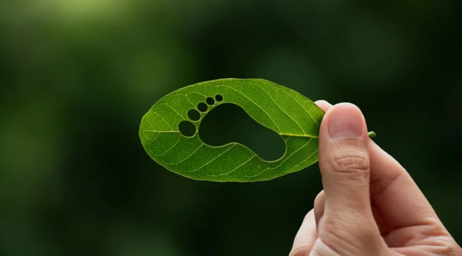 Moncton’s EnviroFest returns at Centennial Park