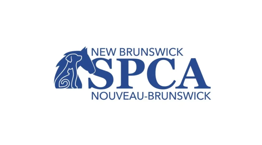 Woman sentenced after horses found dead on N.B. farm