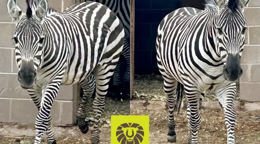Pair of zebras arrive at Magnetic Hill Zoo