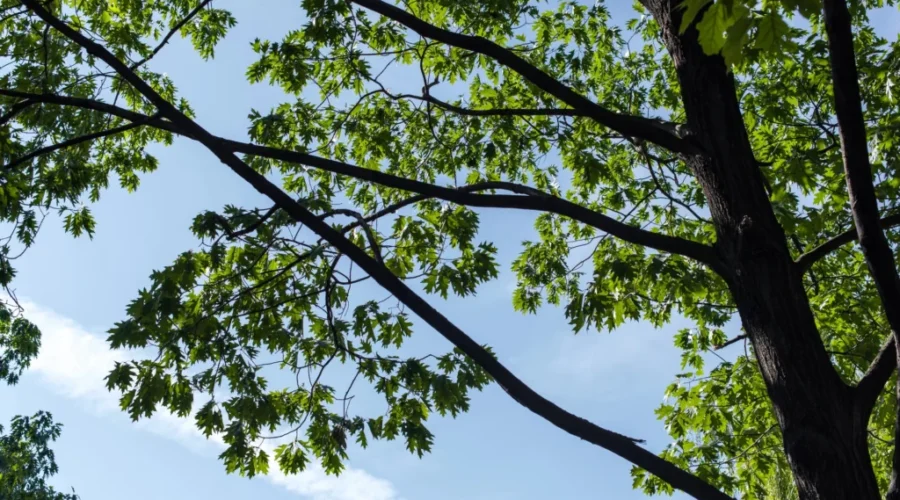 Tree removal from Moncton park